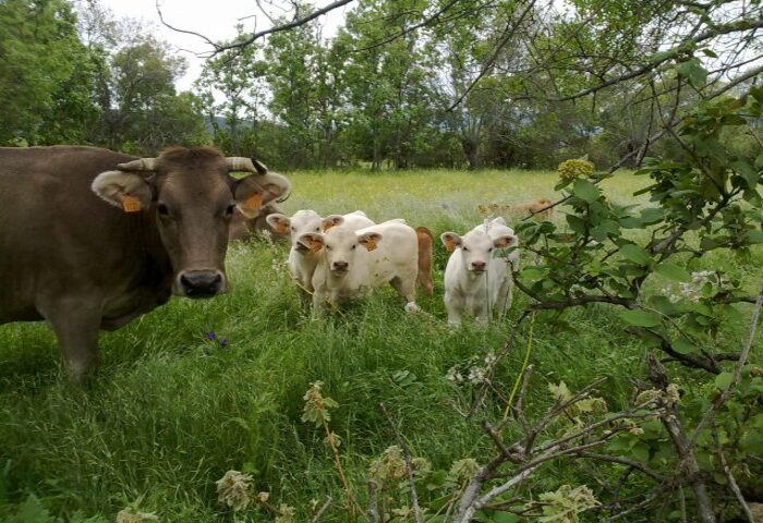 vacas rodeados de vegetacion