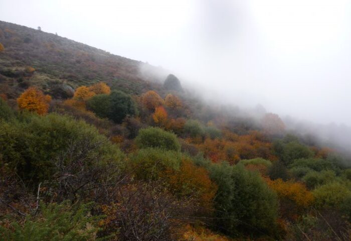 campo