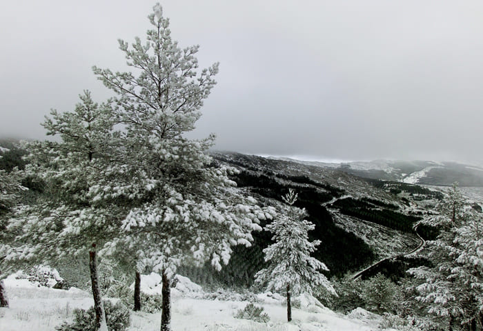 Árbol nevado