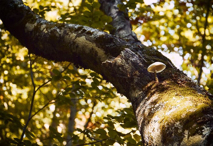 Árbol y seta