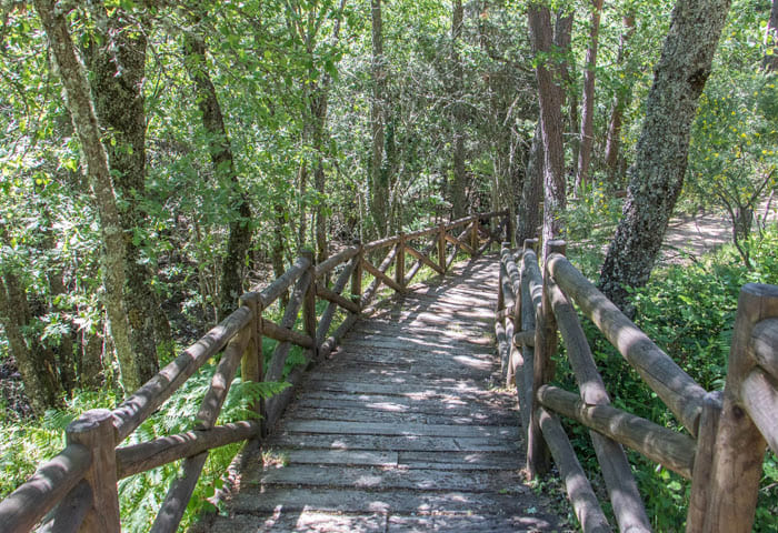 Camino madera