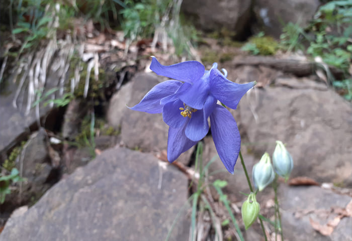 Flor morada