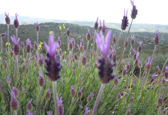 Flor morada
