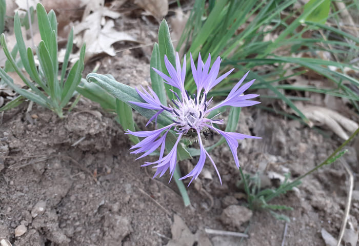 Flor