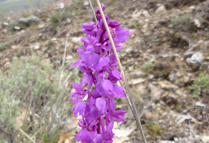 Flor morada