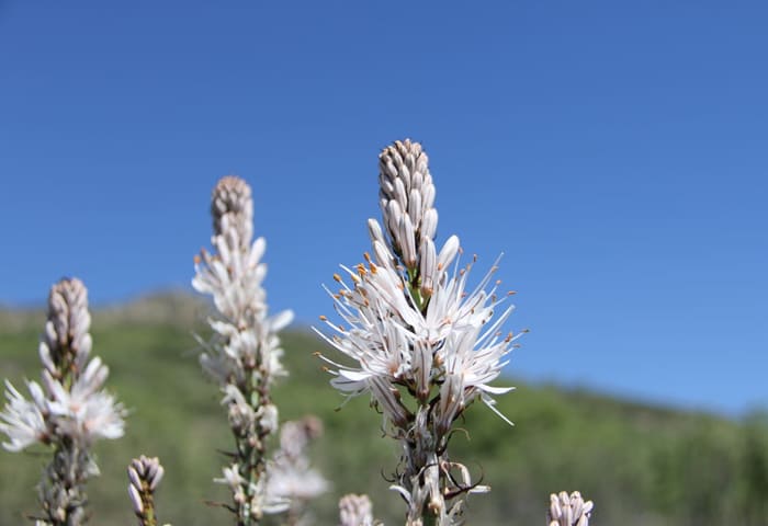 Flor blanca