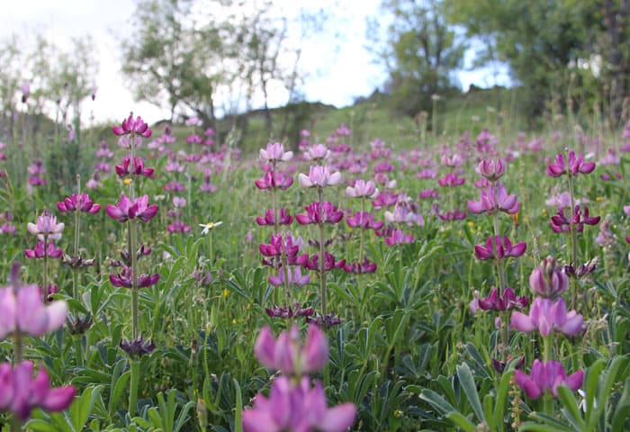 Flor rosa