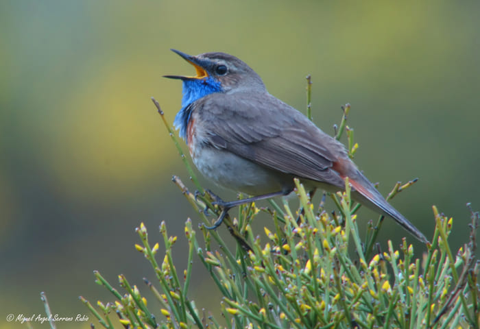 blog-madbird-1