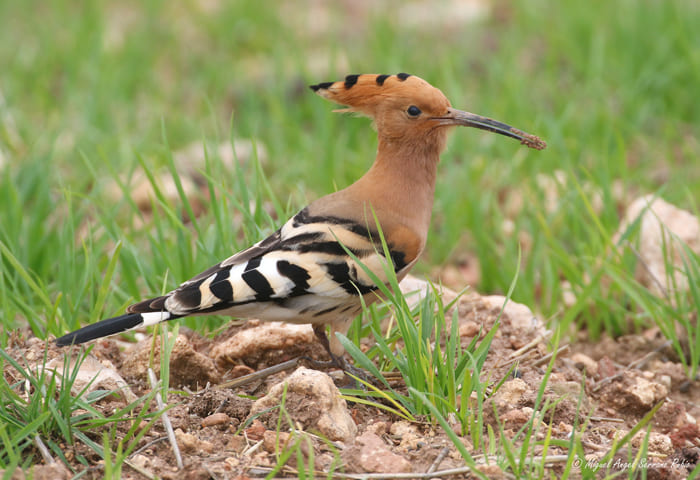 blog-madbird-2
