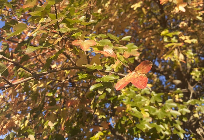 Hojas de árbol