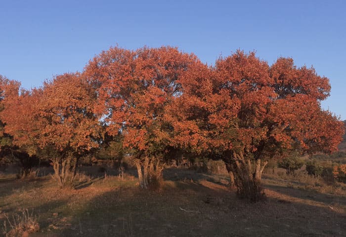 Hojas rojas