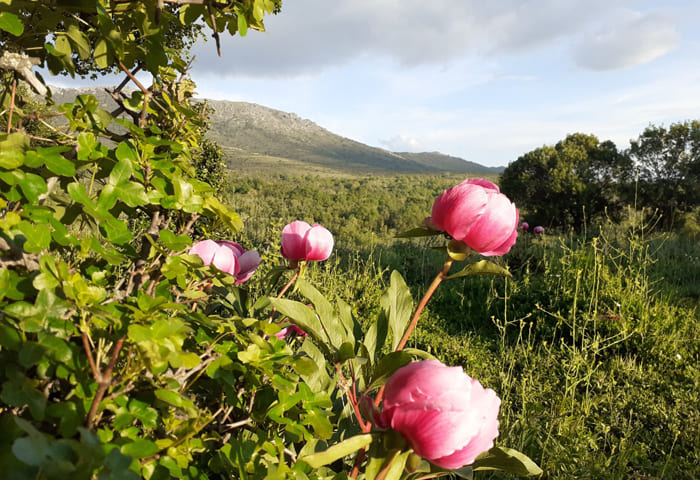 Flor rosa