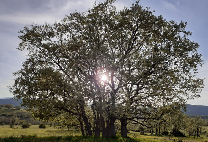 Árbol sol de fondo