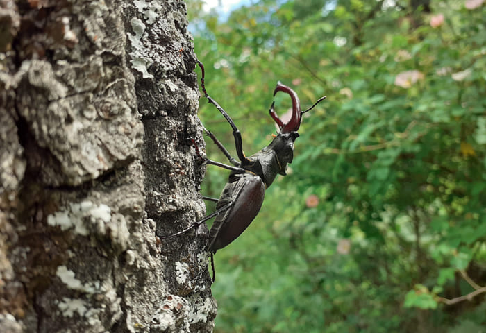 Escarabajo en árbol