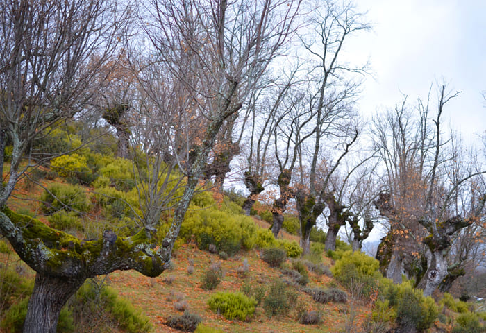 planes-colectivo-los-juanes-paisaje-cultural-de-los-robles-centenarios