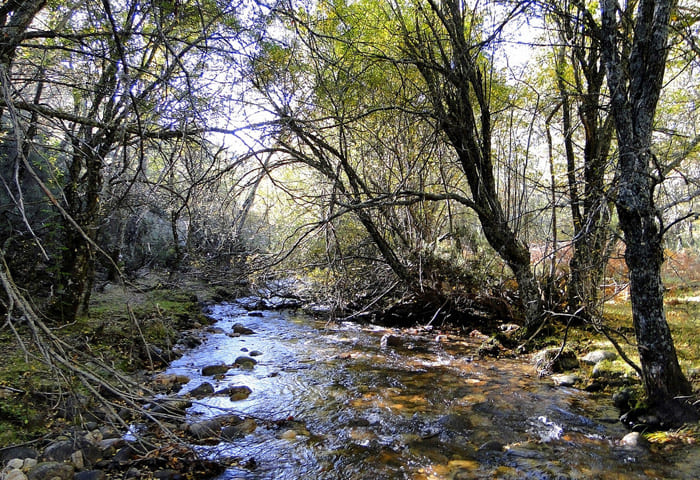 HAYEDO-DE-MONTEJOw