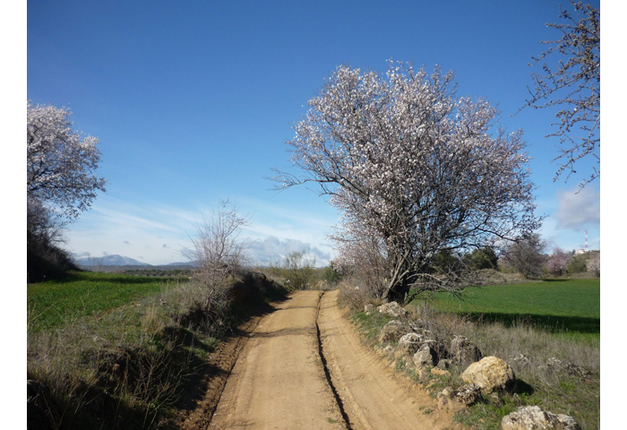 Camino-mendocino-1