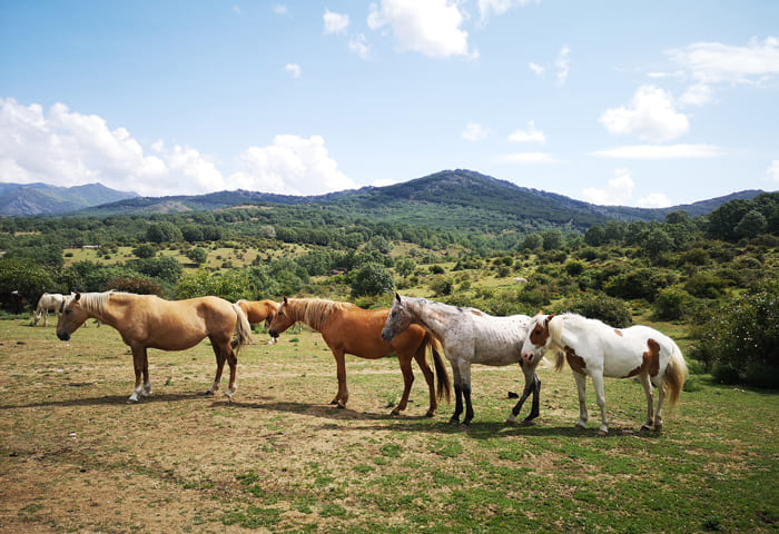 SierradelRincon-caballos