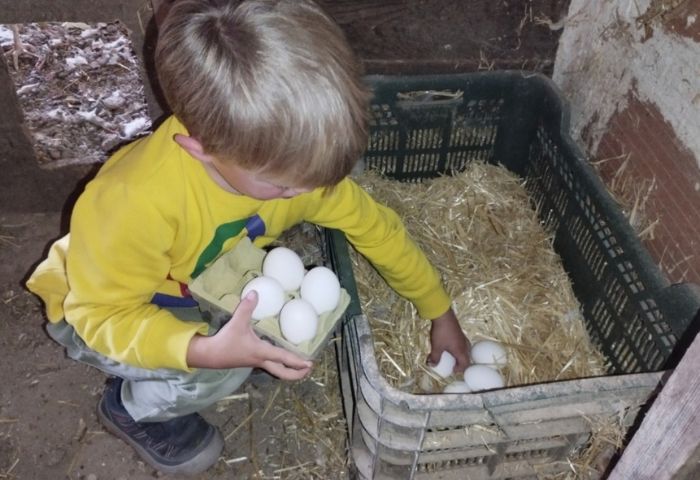 niño recogiendo huevos en un gallinero