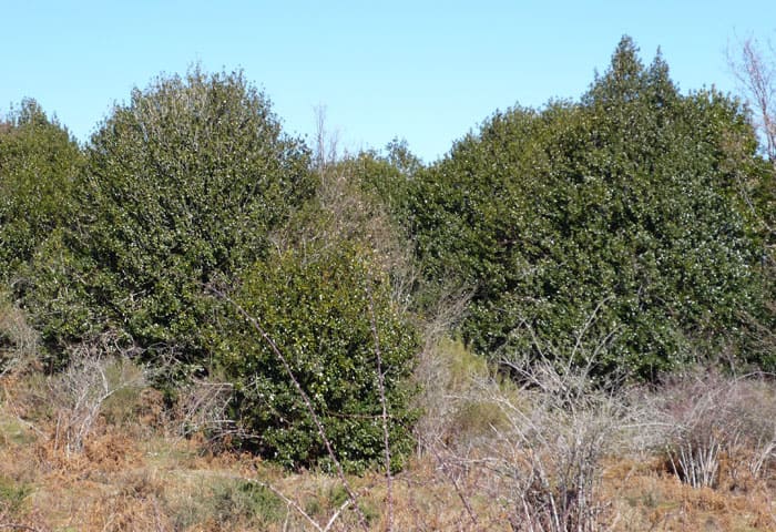 Acebeda-de-Robregordo-3