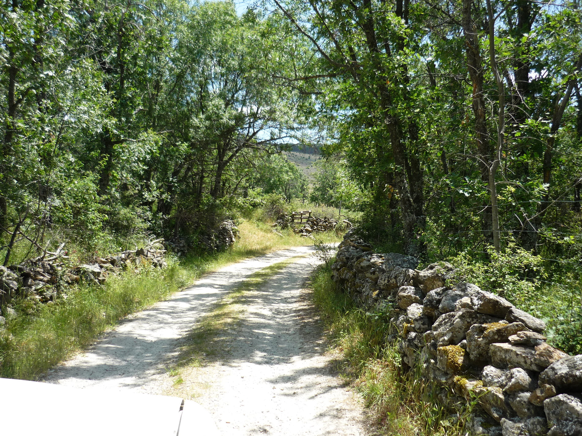 Camino rodeado verde