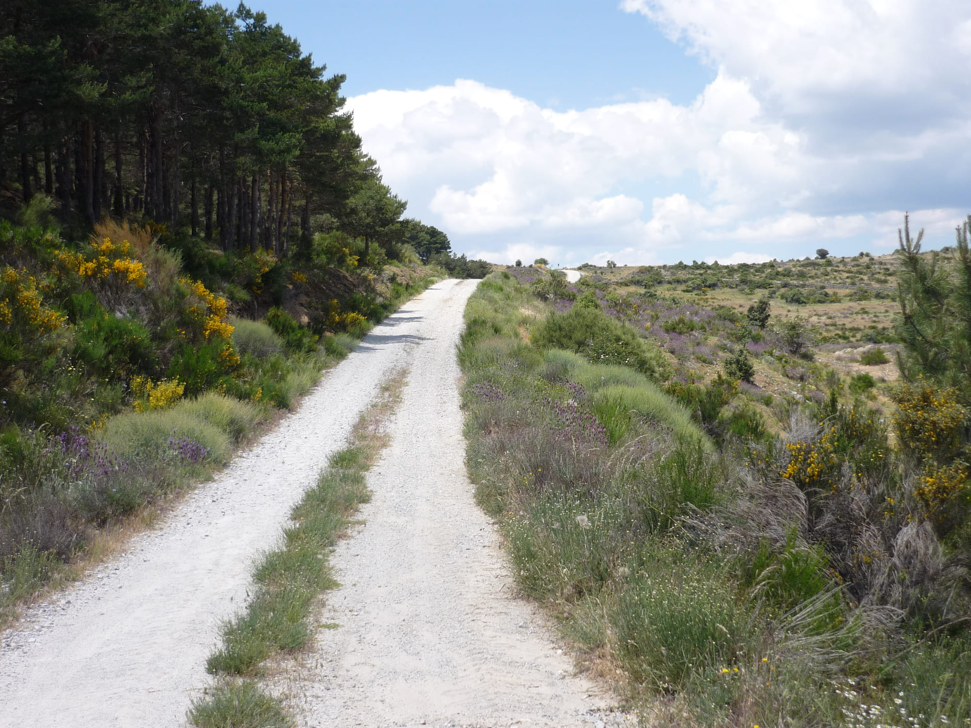 Camino marcas ruedas