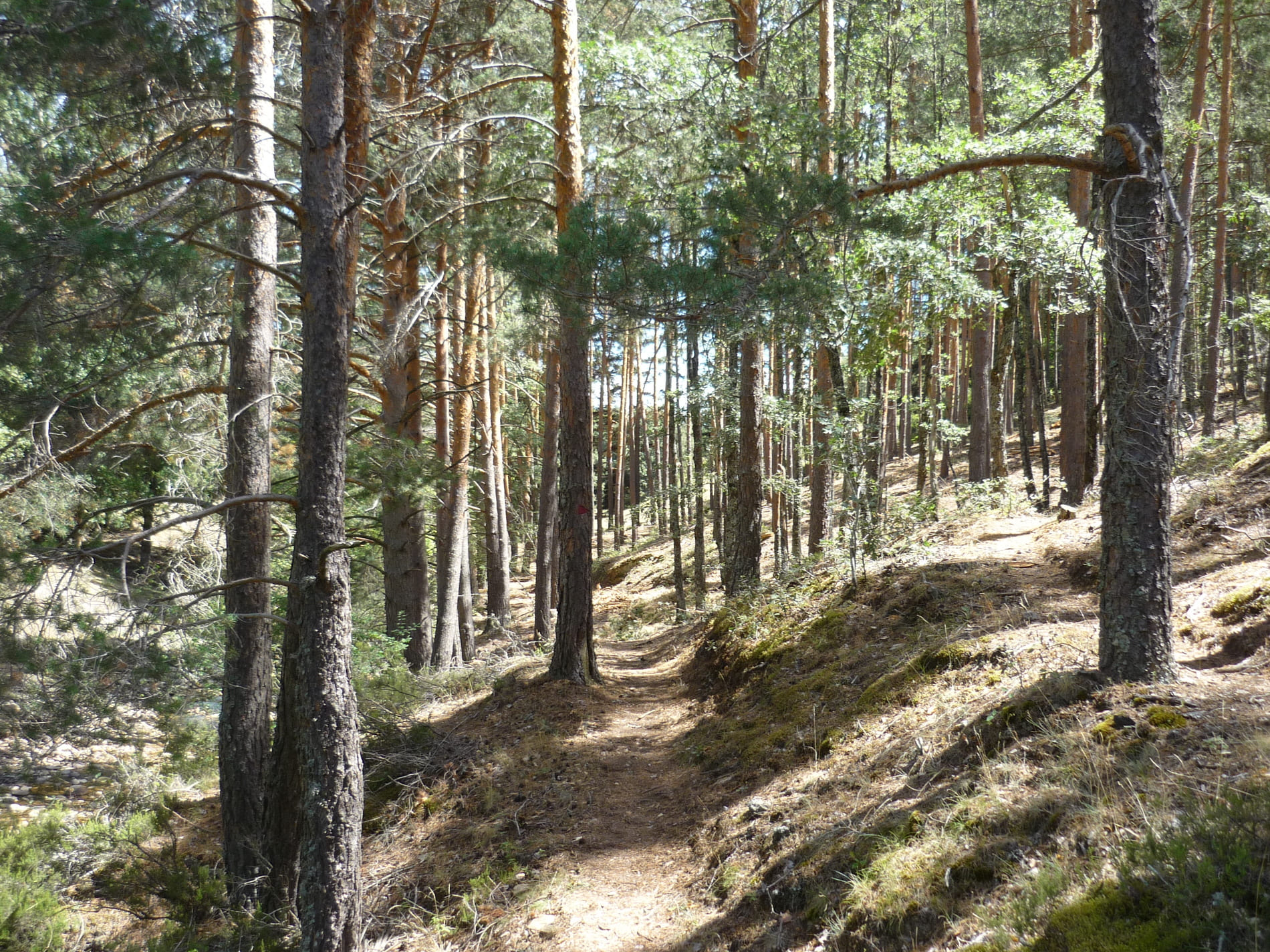 Camino arboles