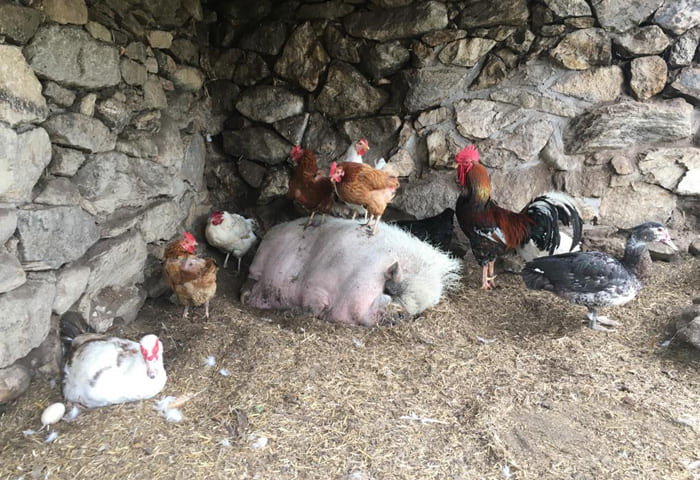 gallinas en la Granja Monte Holiday