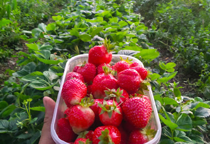 fresas en la Granja Prados Montes