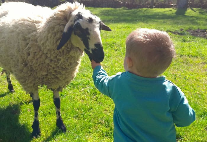 niño alimentando una oveja en Granjala Mítica