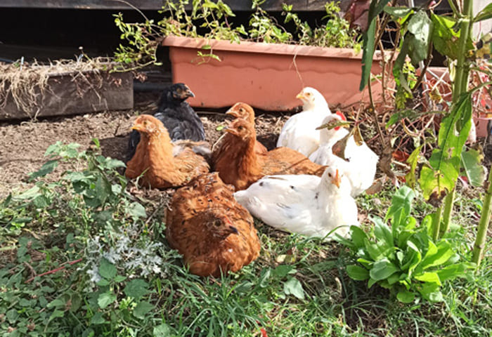 gallinas en la Granja Monte Holiday