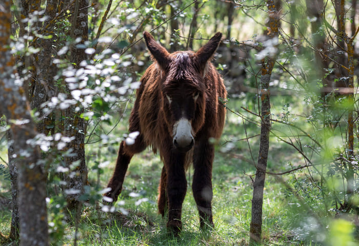 burro en un paisaje natural
