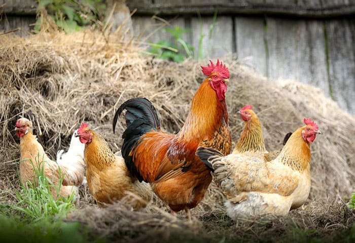 imagen de una gallina en Granjala Mítica