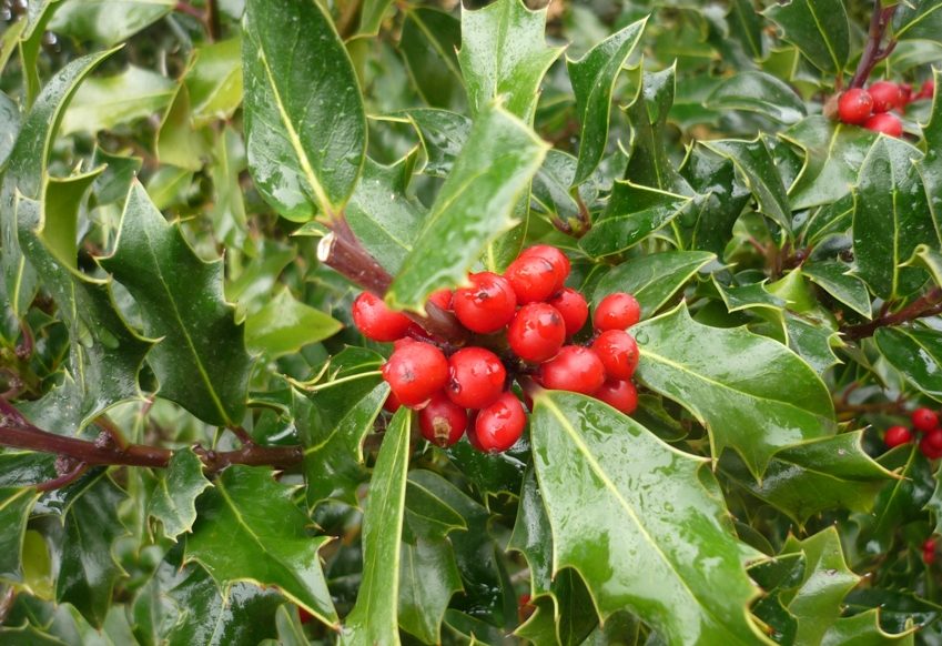 Cultivo de fruta