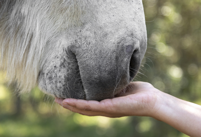 burro alimentado