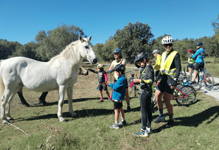 caballo en medio de la ruta