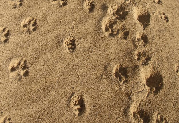 Arena con huellas