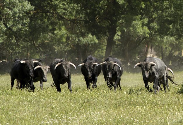 Manada de toros