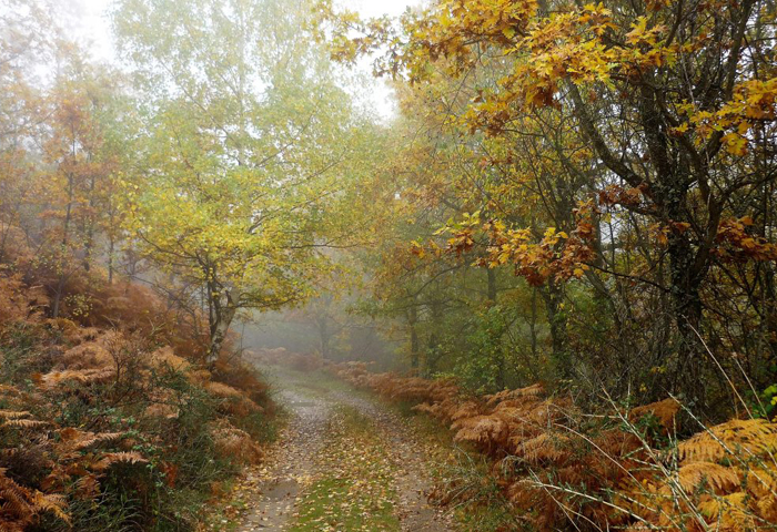 naturaleza-dehesa-bonita