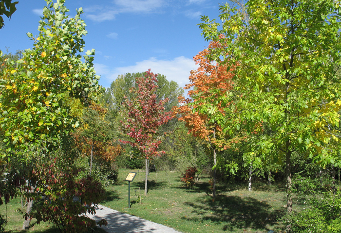 Recorrido accesible arboreto giner