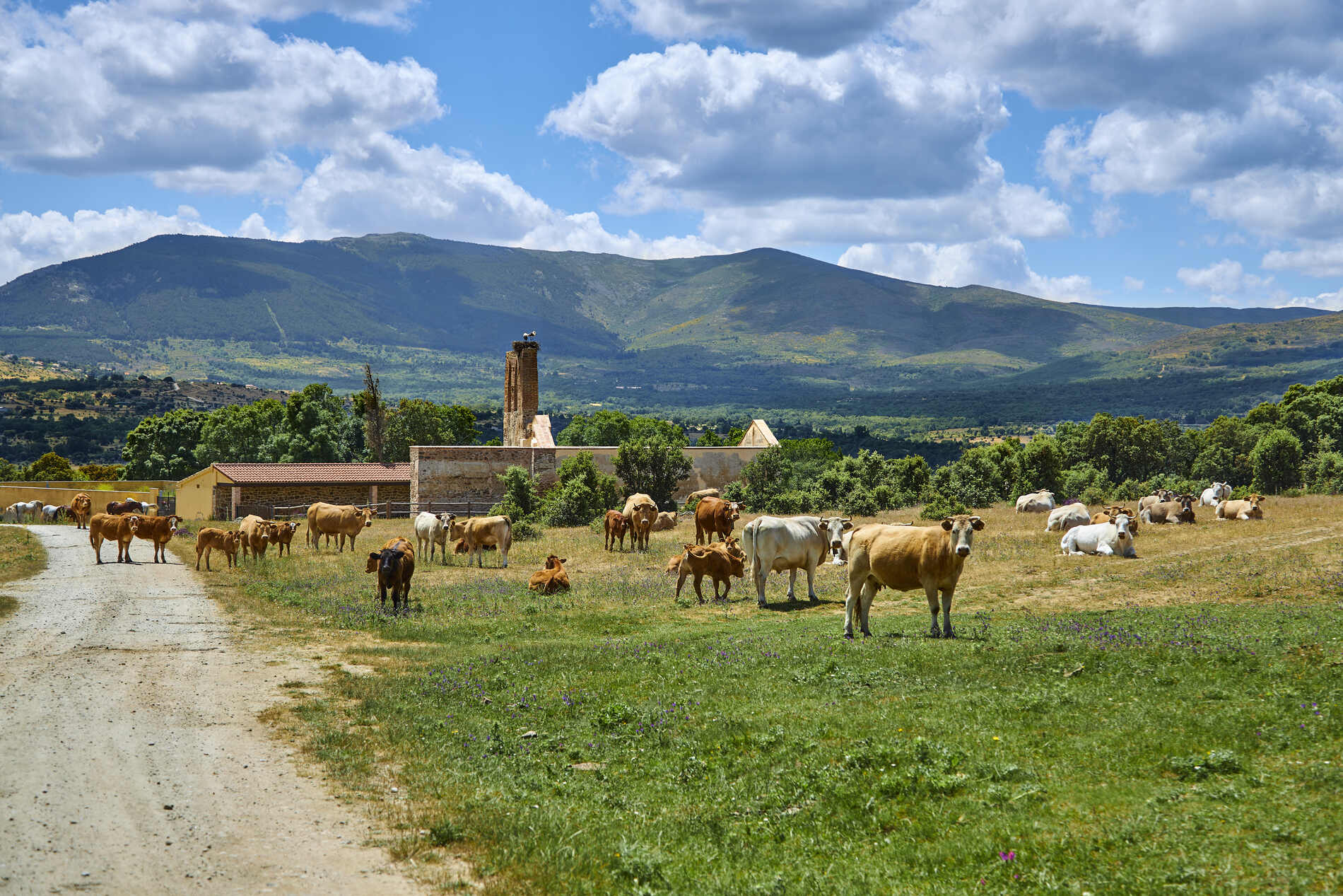 Vacas campo