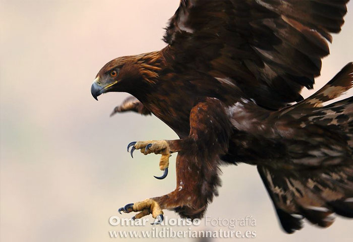 empresas-wild-iberian-nature