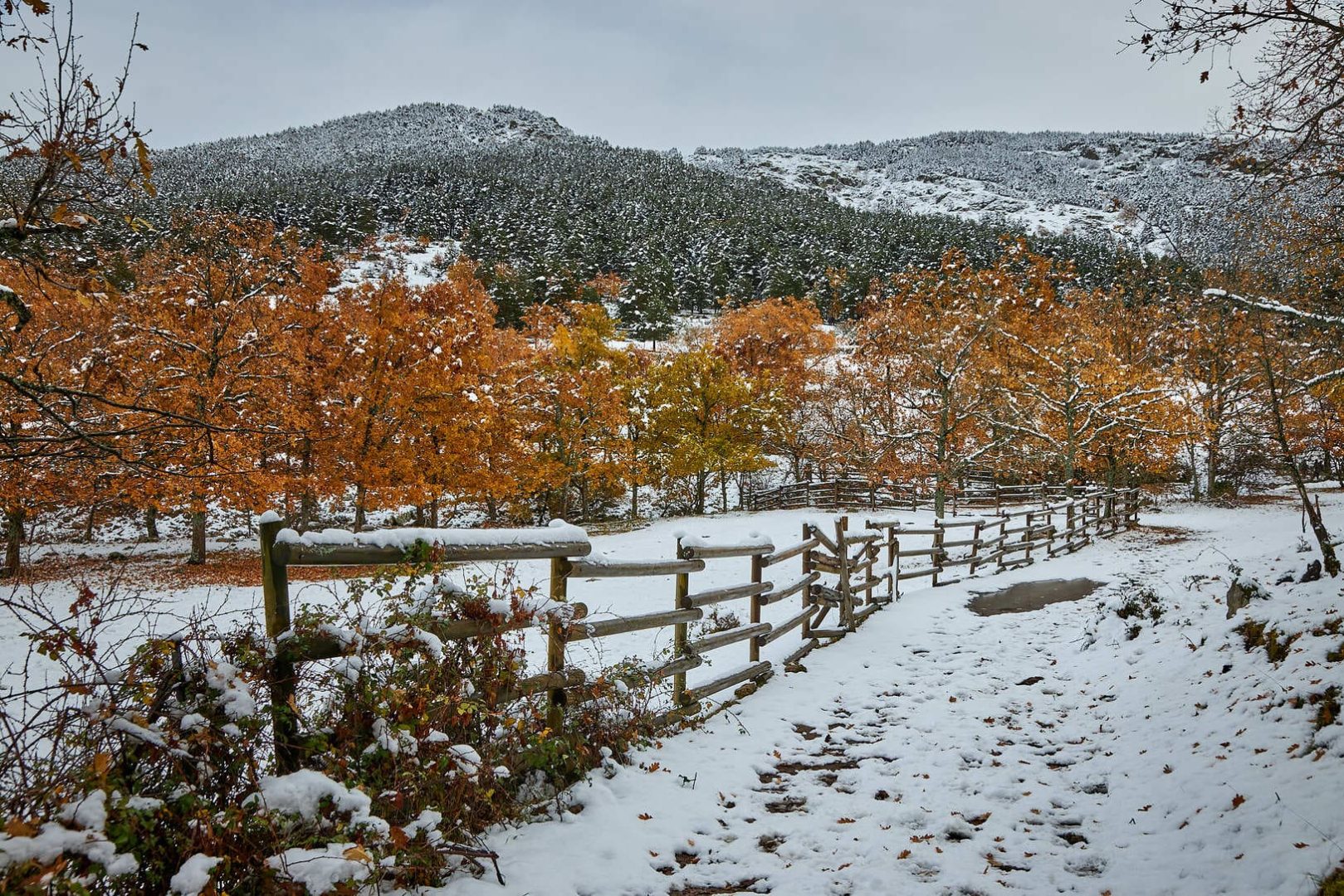 Paisaje nevado