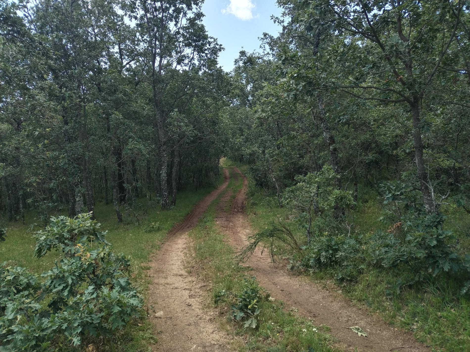 Camino de tierra en mitad de árboles