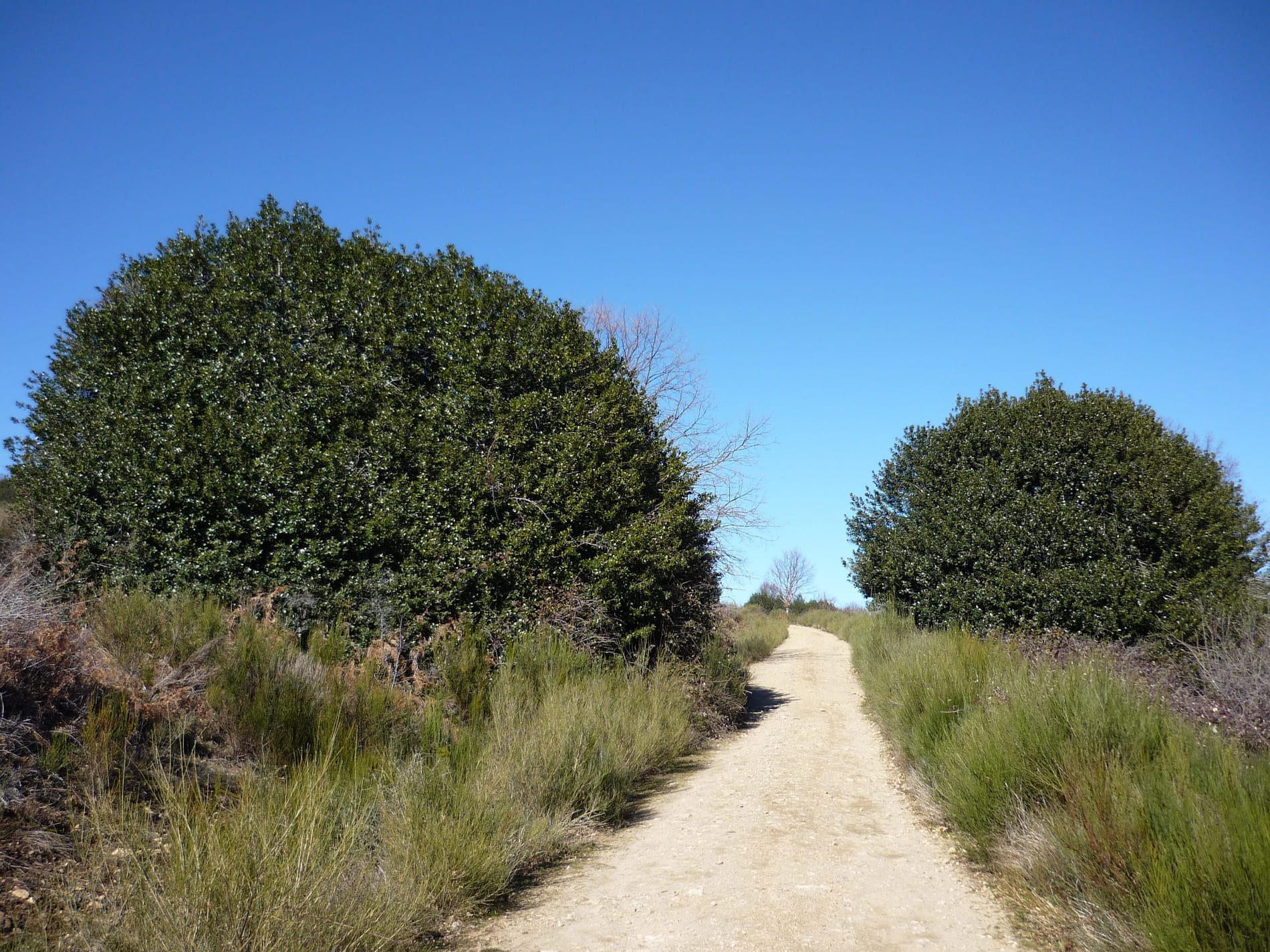 Camino y árboles