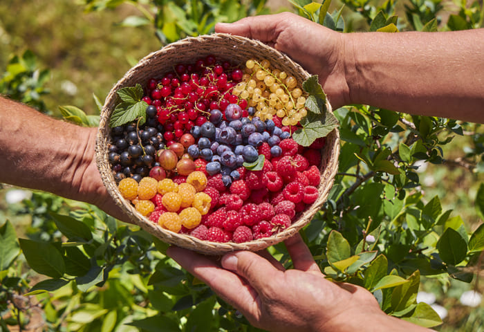Cesta de frutos del bosque