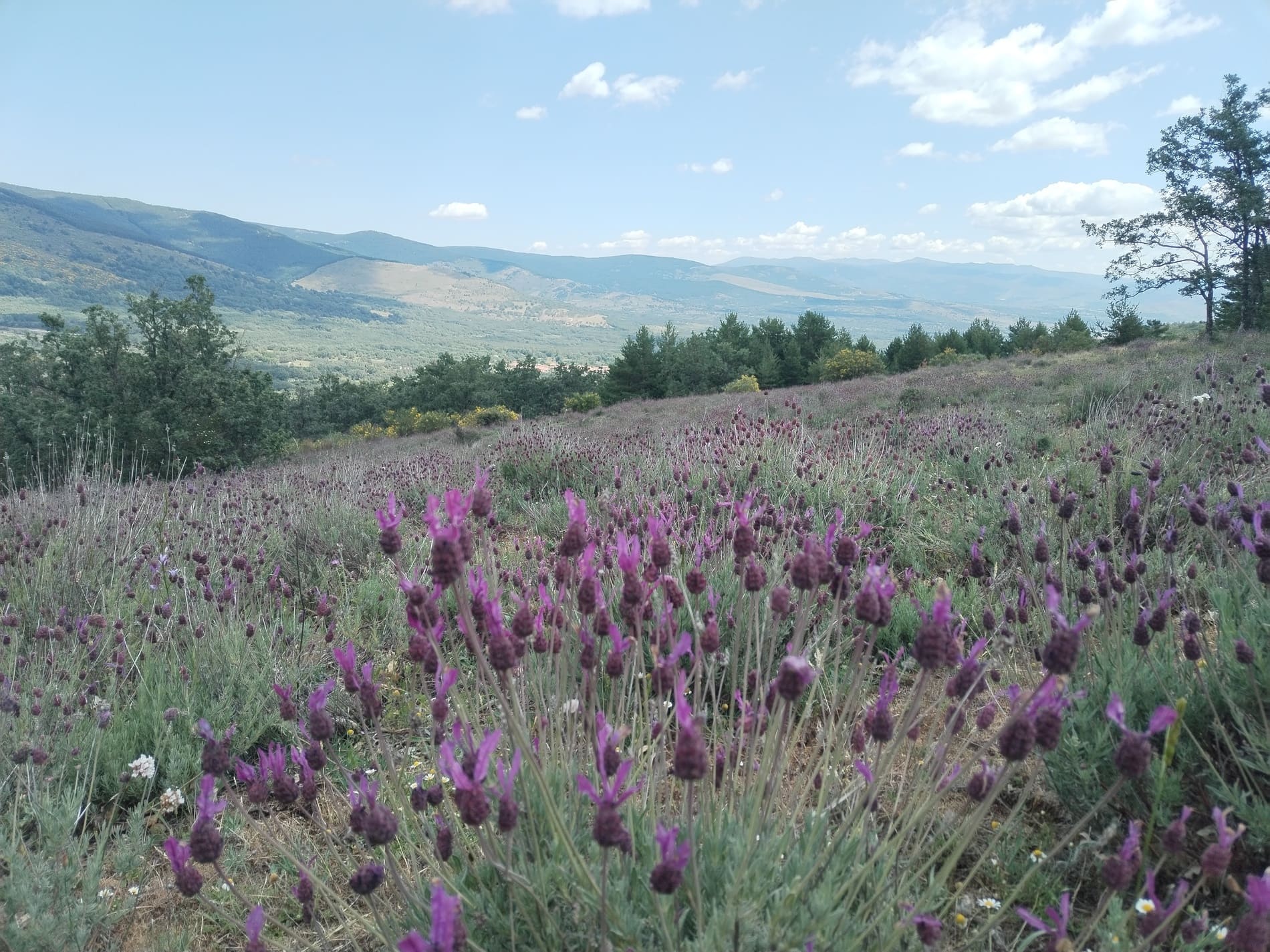Foto naturaleza plantas moradas