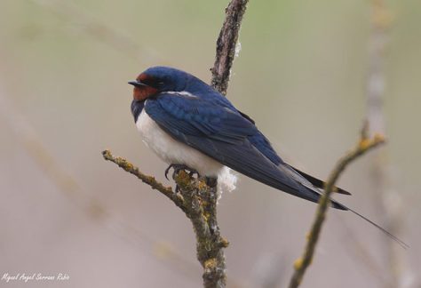 Aves migratorias 5 Golondrina común (Hirundo rustica)