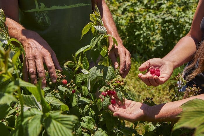 Personas recogiendo los frutos del bosque