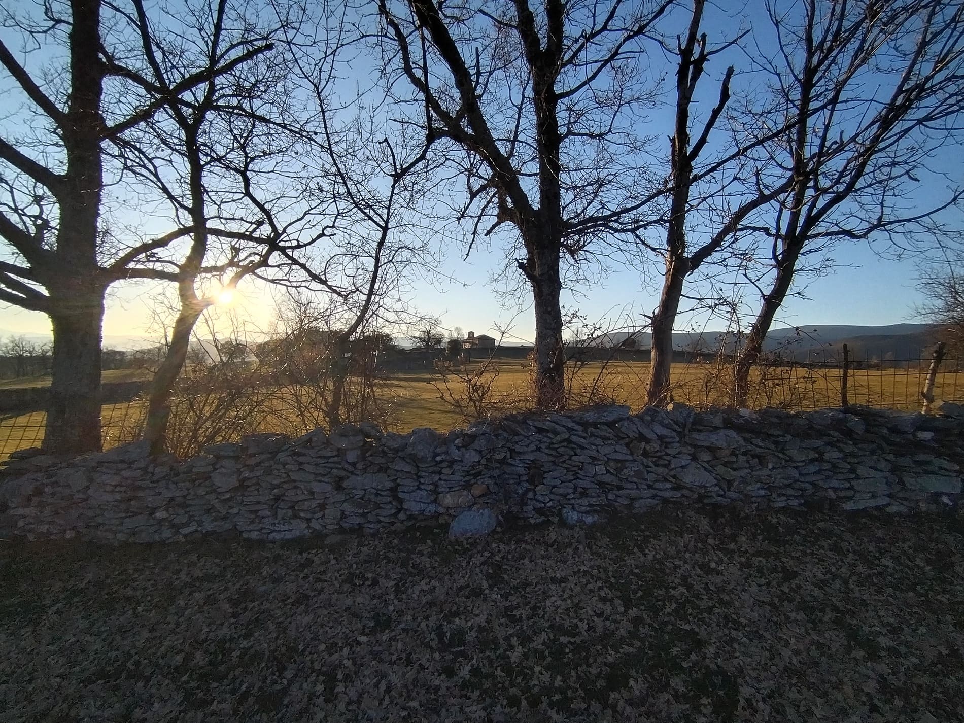 Árbol sol de fondo
